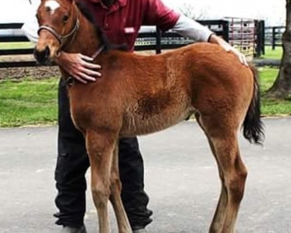 horse Stute von California Chrome xx (Thoroughbred, 2018, from California Chrome xx)