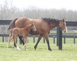 broodmare Somethinaboutbetty xx (Thoroughbred, 2003, from Forestry xx)