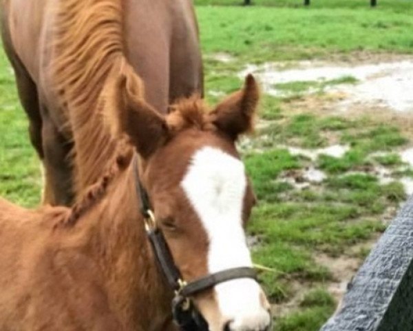 horse Stute von California Chrome xx (Thoroughbred, 2018, from California Chrome xx)