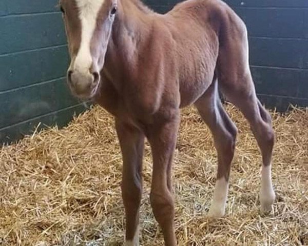 horse Hengst von California Chrome xx (Thoroughbred, 2018, from California Chrome xx)