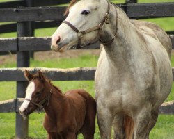 broodmare Colerful Bride xx (Thoroughbred, 2012, from Munnings xx)