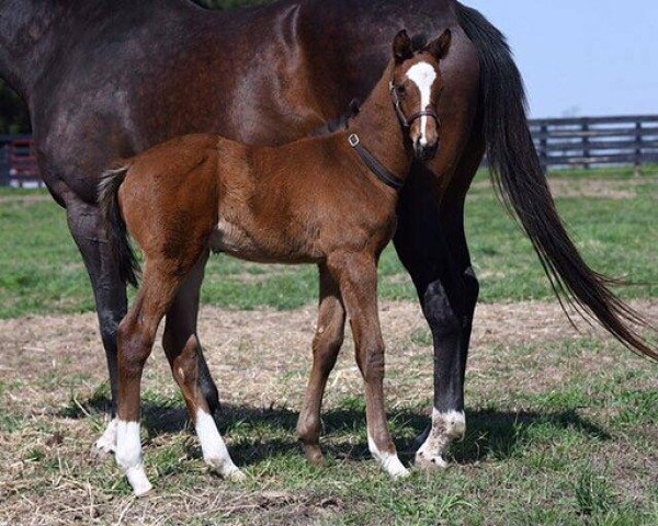 Pferd Lotsandlotsofchrome xx (Englisches Vollblut, 2018, von California Chrome xx)