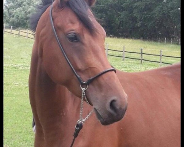 broodmare Fayenne (Vollschwester zu Ikarus Son) (Holsteiner, 2013, from Ibisco xx)