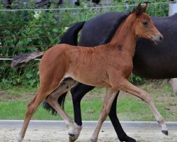 Pferd Altenklosterhof's Dà Joliee (Deutsches Reitpony, 2018, von D-Power AT)