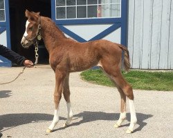 horse Stute von California Chrome xx (Thoroughbred, 2018, from California Chrome xx)