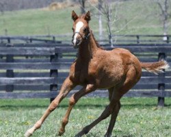 horse Stute von California Chrome xx (Thoroughbred, 2018, from California Chrome xx)