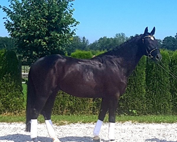 dressage horse Beckham (Hanoverian, 2014, from Bon Bravour)