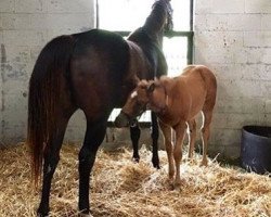 horse Stute von California Chrome xx (Thoroughbred, 2018, from California Chrome xx)