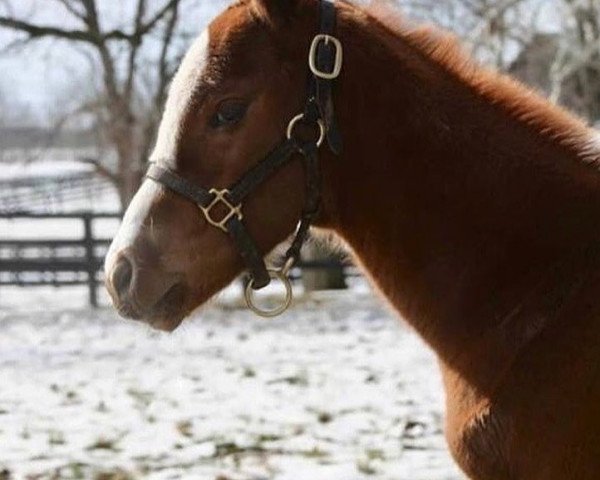 horse Stute von California Chrome xx (Thoroughbred, 2018, from California Chrome xx)