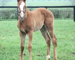 horse Stute von California Chrome xx (Thoroughbred, 2018, from California Chrome xx)