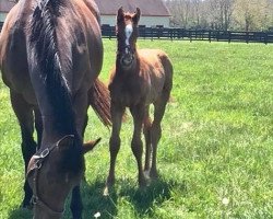 broodmare Brushwork xx (Thoroughbred, 2009, from Discreet Cat xx)