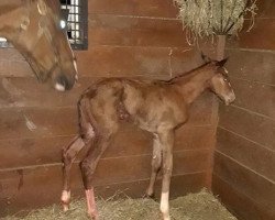 horse Hengst von California Chrome xx (Thoroughbred, 2018, from California Chrome xx)