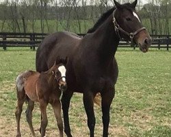 horse Hengst von California Chrome xx (Thoroughbred, 2018, from California Chrome xx)