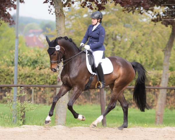 dressage horse Si Jolie 9 (Hanoverian, 2008, from San Amour I)