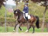 dressage horse Si Jolie 9 (Hanoverian, 2008, from San Amour I)