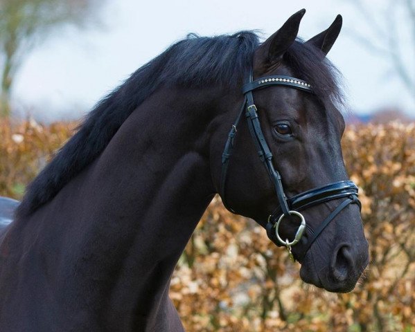 stallion Hometown (KWPN (Royal Dutch Sporthorse), 2012, from Apache)