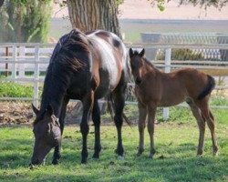 broodmare Velvet Mesquite xx (Thoroughbred, 2010, from In Excess xx)