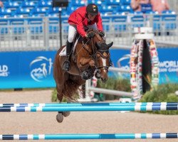 jumper Igor (Belgian Warmblood, 2008, from Emerald van 't Ruytershof)