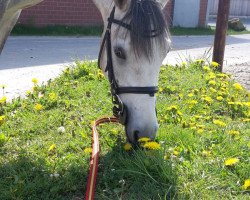 Dressurpferd Captain Morgan (Deutsches Reitpony, 2012, von Cassini)