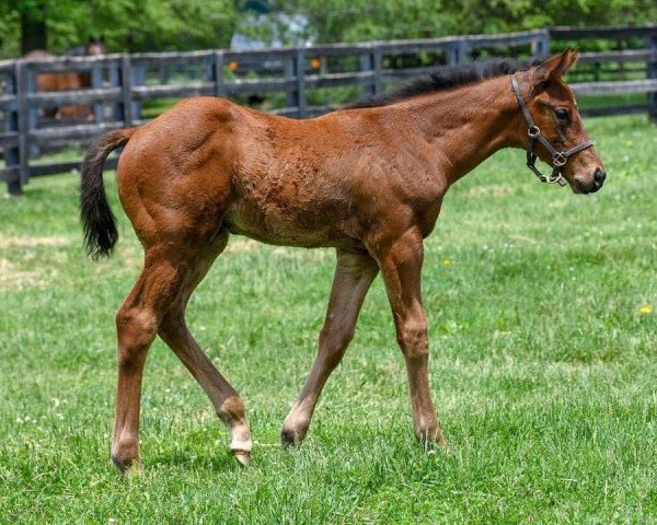 horse Hengst von California Chrome xx (Thoroughbred, 2018, from California Chrome xx)