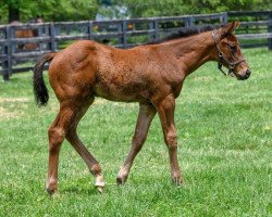 horse Hengst von California Chrome xx (Thoroughbred, 2018, from California Chrome xx)