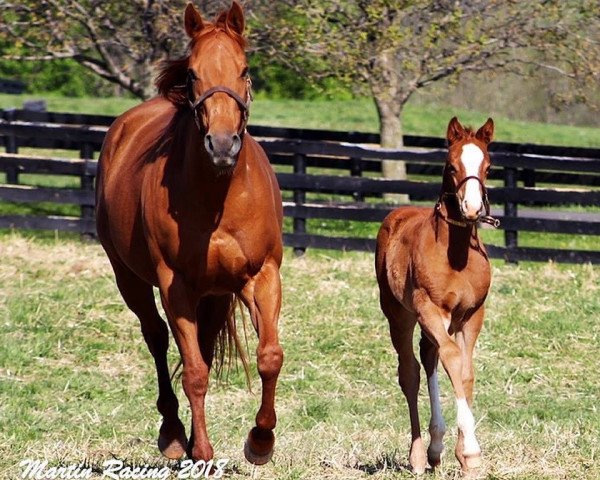 broodmare Wildcat Lily xx (Thoroughbred, 2010, from D´Wildcat xx)