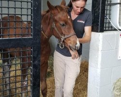 horse Stute von California Chrome xx (Thoroughbred, 2018, from California Chrome xx)