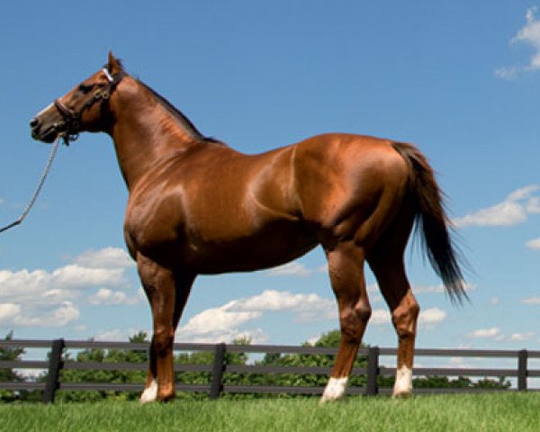 stallion Midshipman xx (Thoroughbred, 2006, from Unbridled's Song xx)