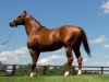 stallion Midshipman xx (Thoroughbred, 2006, from Unbridled's Song xx)