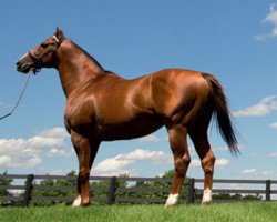 stallion Midshipman xx (Thoroughbred, 2006, from Unbridled's Song xx)