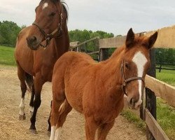 broodmare Fitz Just Right xx (Thoroughbred, 2006, from Seattle Fitz xx)