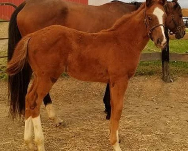 horse Stute von California Chrome xx (Thoroughbred, 2018, from California Chrome xx)