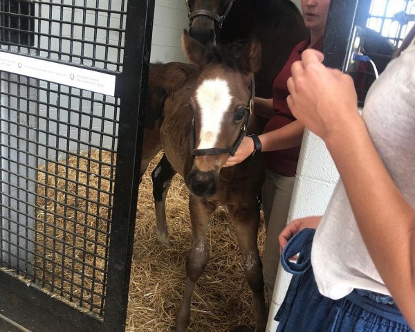 Pferd Hengst von California Chrome xx (Englisches Vollblut, 2018, von California Chrome xx)