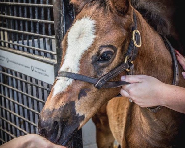 Pferd Hengst von California Chrome xx (Englisches Vollblut, 2018, von California Chrome xx)