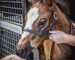 horse Hengst von California Chrome xx (Thoroughbred, 2018, from California Chrome xx)