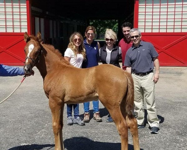 Pferd Hengst von California Chrome xx (Englisches Vollblut, 2018, von California Chrome xx)