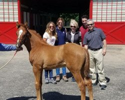 horse Hengst von California Chrome xx (Thoroughbred, 2018, from California Chrome xx)