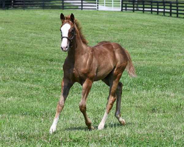 Pferd Stute von California Chrome xx (Englisches Vollblut, 2018, von California Chrome xx)