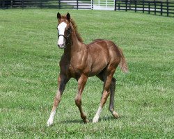 horse Stute von California Chrome xx (Thoroughbred, 2018, from California Chrome xx)