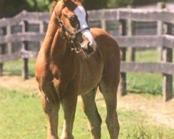 horse Hengst von California Chrome xx (Thoroughbred, 2018, from California Chrome xx)