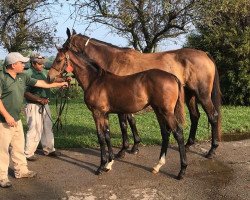 broodmare Like a Million xx (Thoroughbred, 2013, from Street Sense xx)