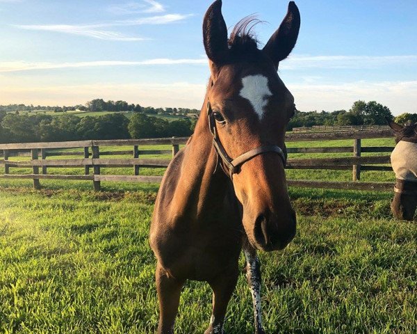 horse Hengst von California Chrome xx (Thoroughbred, 2018, from California Chrome xx)