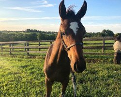 horse Hengst von California Chrome xx (Thoroughbred, 2018, from California Chrome xx)