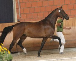 broodmare Frau Pigge (Hanoverian, 2014, from Fidertanz)