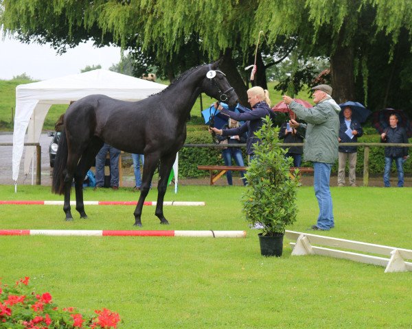 dressage horse Feentanz M (Hanoverian, 2015, from Finest)