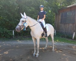 broodmare Sambalinos Lady (German Sport Horse, 2006, from Sambalino)