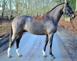 dressage horse Carlo vom Klint (Holsteiner, 2014, from Canstakko)