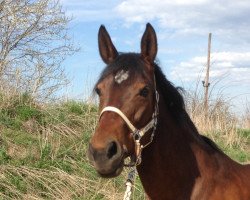 dressage horse Ballerina 269 (Trakehner, 2005, from Acartenango)