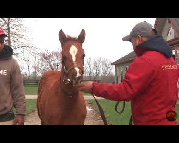 Pferd Hengst von California Chrome xx (Englisches Vollblut, 2018, von California Chrome xx)