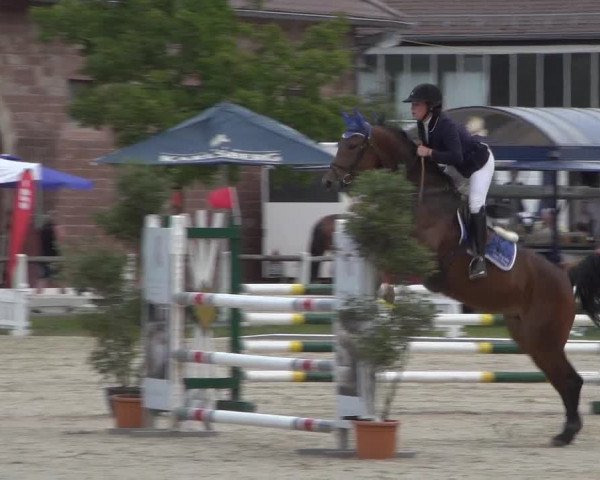 Reitturnier Zweibrücken 2017